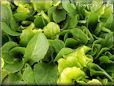 leaf lettuce
