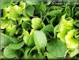 leaf lettuce