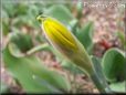 closed daffodil picture