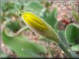 daffodil flower