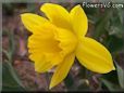 yellow daffodil flower