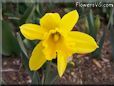 daffodil flower