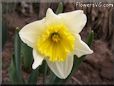 daffodil flower