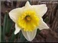 daffodil flower