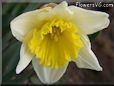 daffodil flower