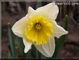 daffodil flower