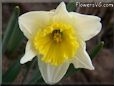 daffodil flower