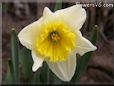 daffodil flower