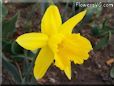 daffodil flower