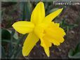 daffodil flower