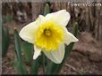 daffodil flower