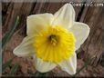 daffodil flower