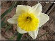 daffodil flower