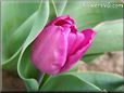 purple tulip flower