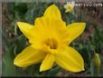 daffodil flower