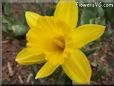 daffodil flower