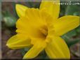 daffodil flower