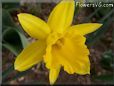 daffodil flower