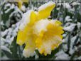 snow yellow daffodil flower