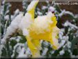 yellow daffodil flower