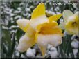 yellow daffodil flower