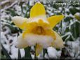 yellow daffodil flower