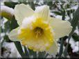 daffodil flower