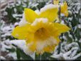 yellow daffodil flower