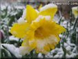 yellow daffodil flower