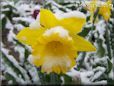 yellow daffodil flower