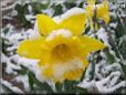 yellow daffodil flower