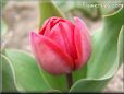 red tulip flower