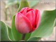 red tulip flower