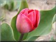 red tulip flower