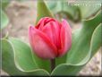 red tulip flower