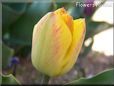 yellow pink tulip flower