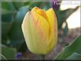 yellow pink tulip flower