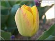 yellow pink tulip flower