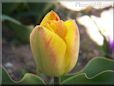 yellow pink tulip flower