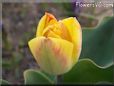yellow pink tulip flower