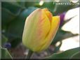 yellow pink tulip flower