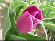 purple tulip flower