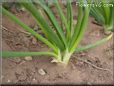 onion stalk