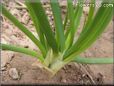  garden onion stalk pictures