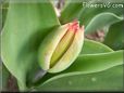 unbloomed tulip flower