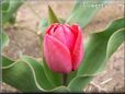 red tulip flower