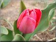 red tulip flower