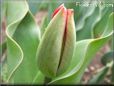 unbloomed tulip flower