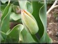 unbloomed tulip flower