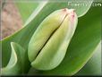 unbloomed tulip flower